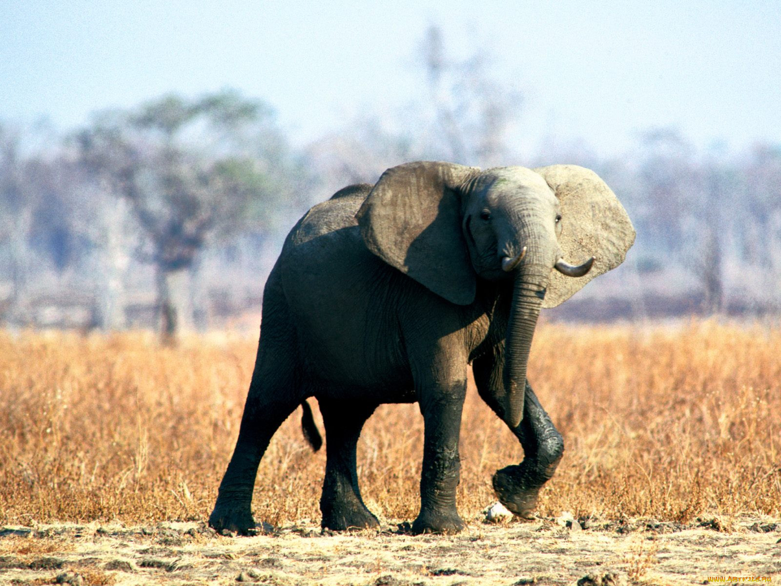in, step, elephant, , 
